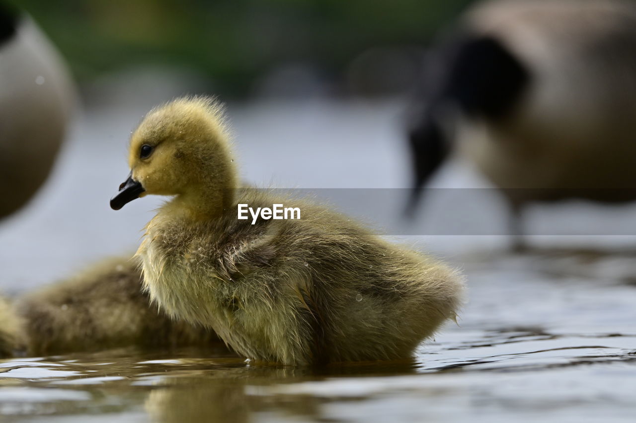 bird, animal themes, duck, animal, animal wildlife, wildlife, ducks, geese and swans, beak, water, water bird, young animal, young bird, nature, mallard, lake, group of animals, swimming, no people, close-up, poultry, goose, day, outdoors, duckling, selective focus, focus on foreground, two animals