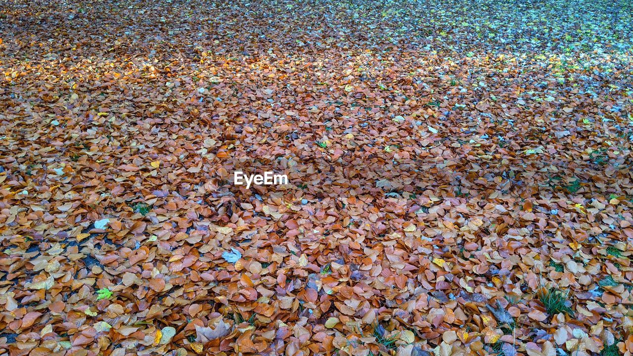 HIGH ANGLE VIEW OF STONES ON FIELD