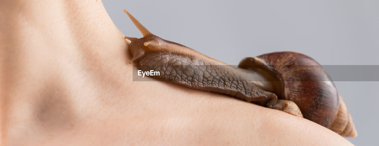 CLOSE-UP OF SNAILS ON HAND