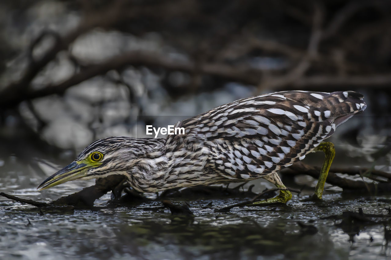 CLOSE-UP OF A DUCK IN LAKE