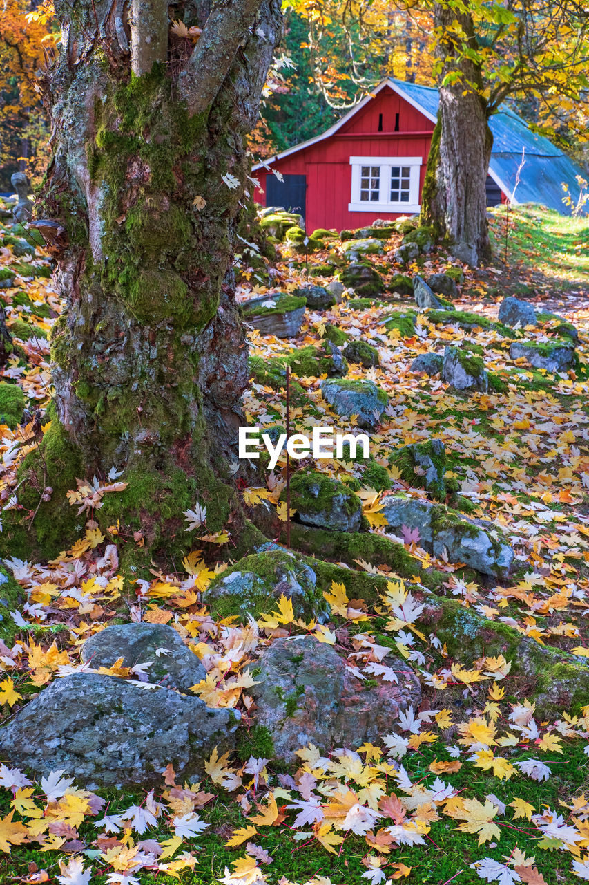 Fallen autumn leaves in a garden with a red shed