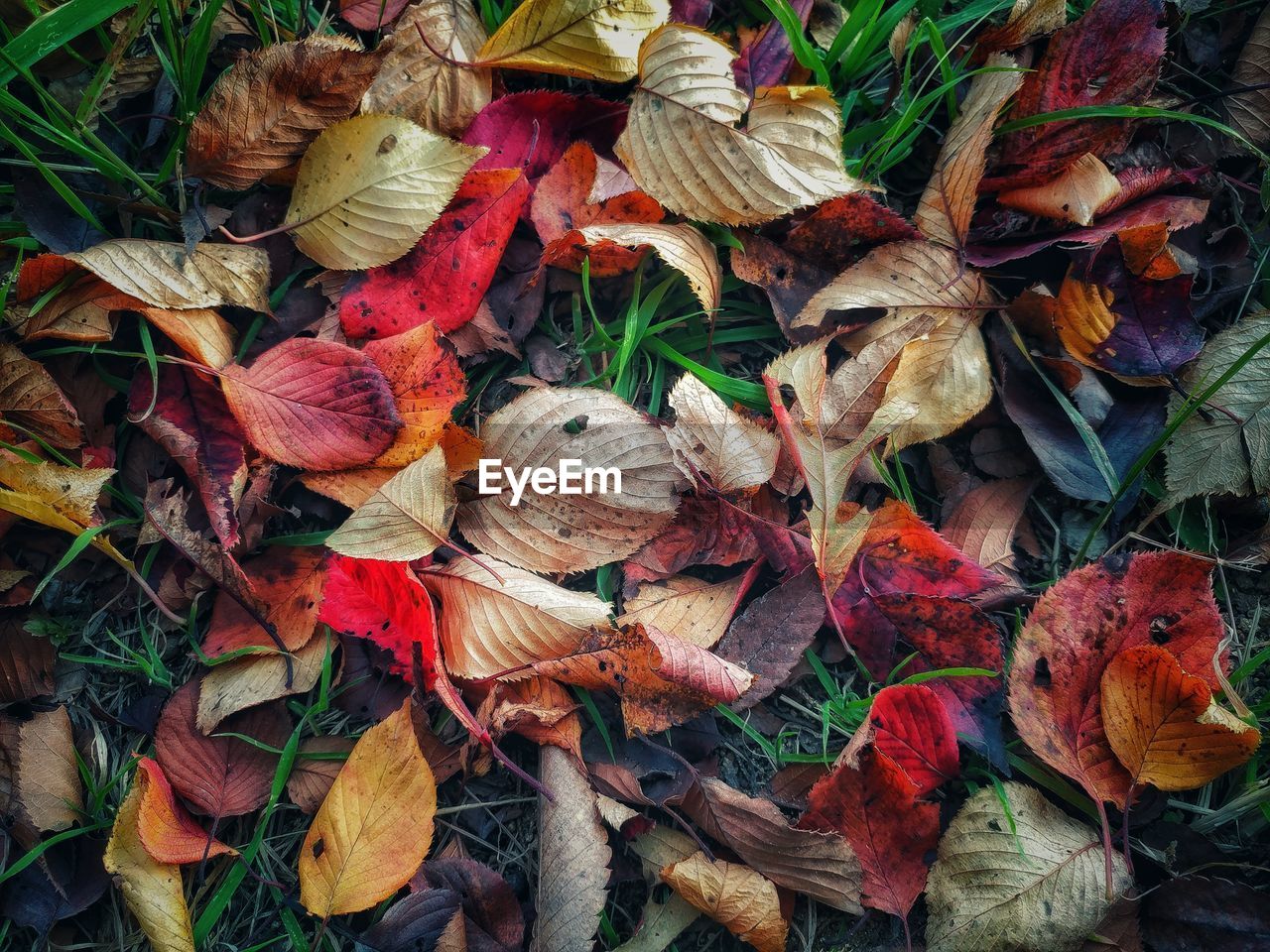 Full frame shot of plants