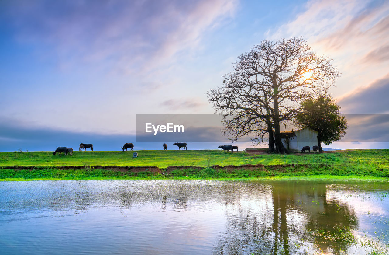 SCENIC VIEW OF FARM AGAINST SKY