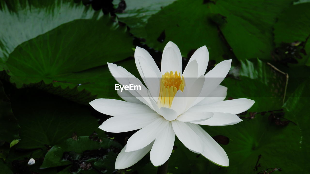 flower, flowering plant, plant, freshness, water lily, beauty in nature, leaf, pond, petal, water, plant part, aquatic plant, nature, green, flower head, inflorescence, white, lily, close-up, fragility, growth, lotus water lily, pollen, floating, floating on water, blossom, no people, outdoors, botany, yellow, springtime, macro photography, proteales