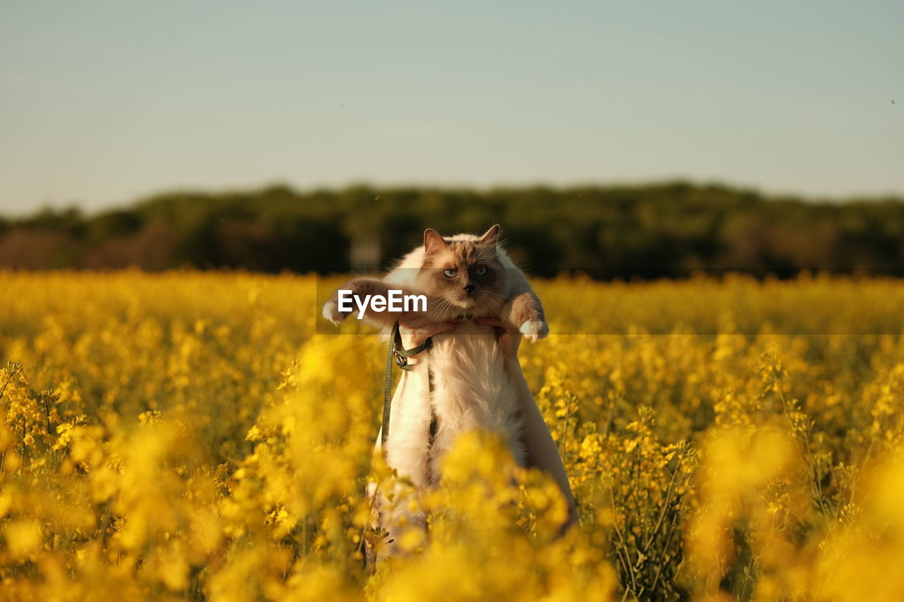 Ragdoll cat on oilseed field 