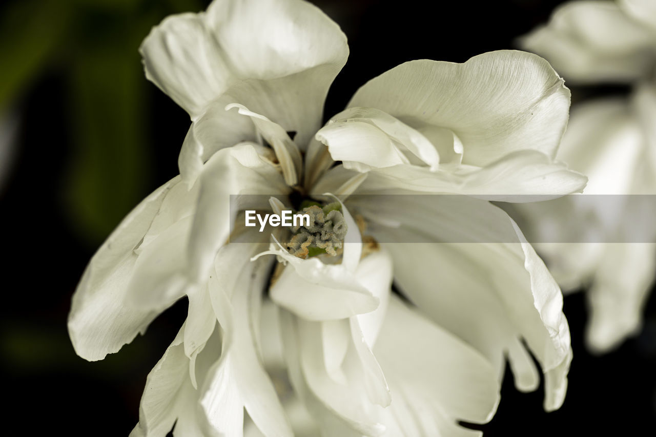 Close-up of white flowering plant