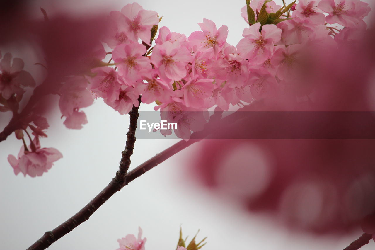 LOW ANGLE VIEW OF PINK CHERRY BLOSSOMS