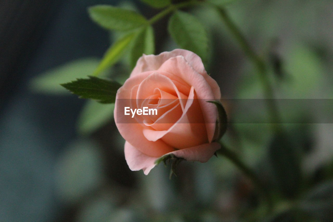 Close-up of flower blooming outdoors