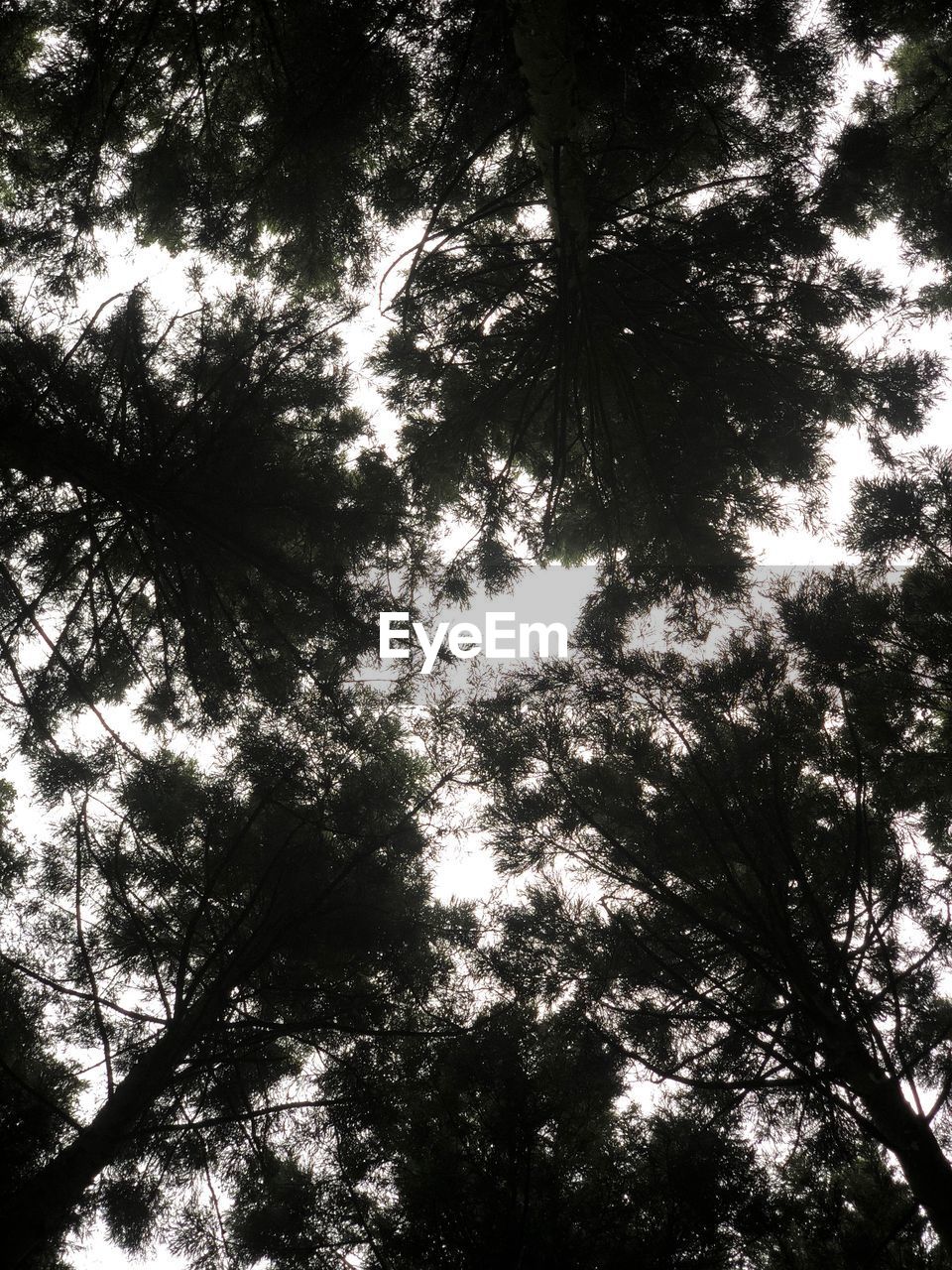 LOW ANGLE VIEW OF TREES IN FOREST