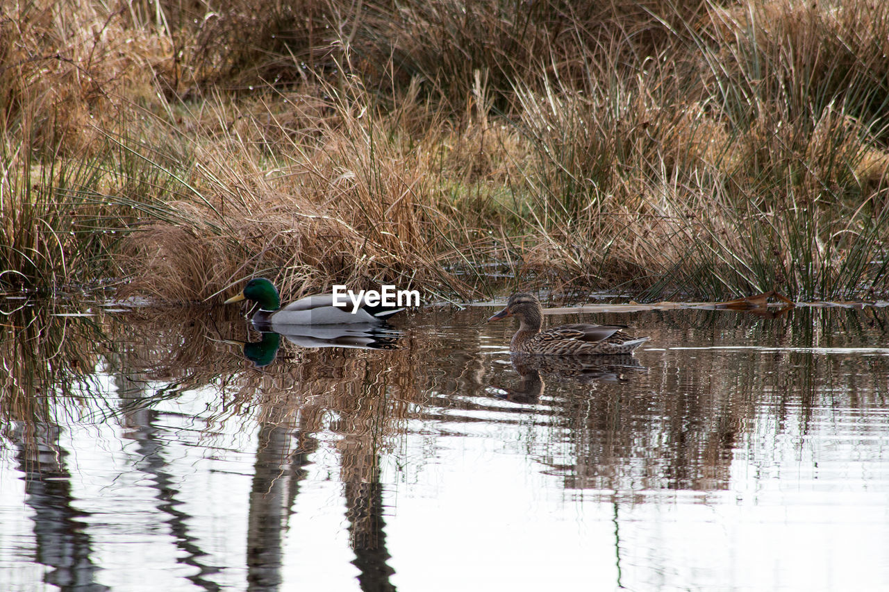 DUCKS SWIMMING IN LAKE