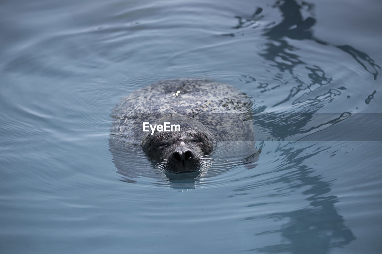 Cute harbour seal swimming in basin with head out of water and eyes closed enjoying a sunny day