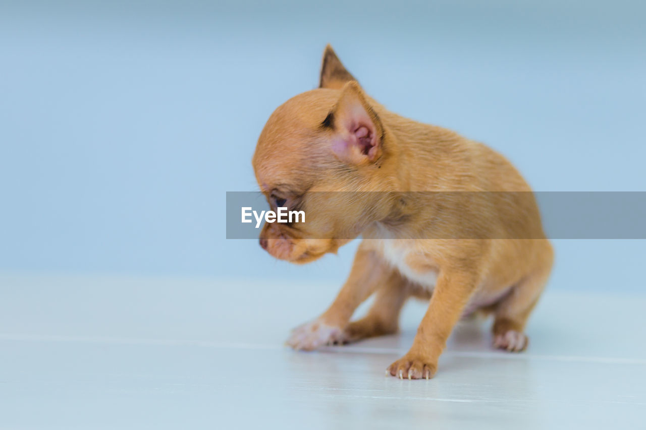 animal themes, animal, mammal, one animal, pet, domestic animals, studio shot, dog, canine, lap dog, no people, young animal, blue, full length, indoors, colored background, carnivore, blue background, cute, side view, looking, brown, copy space