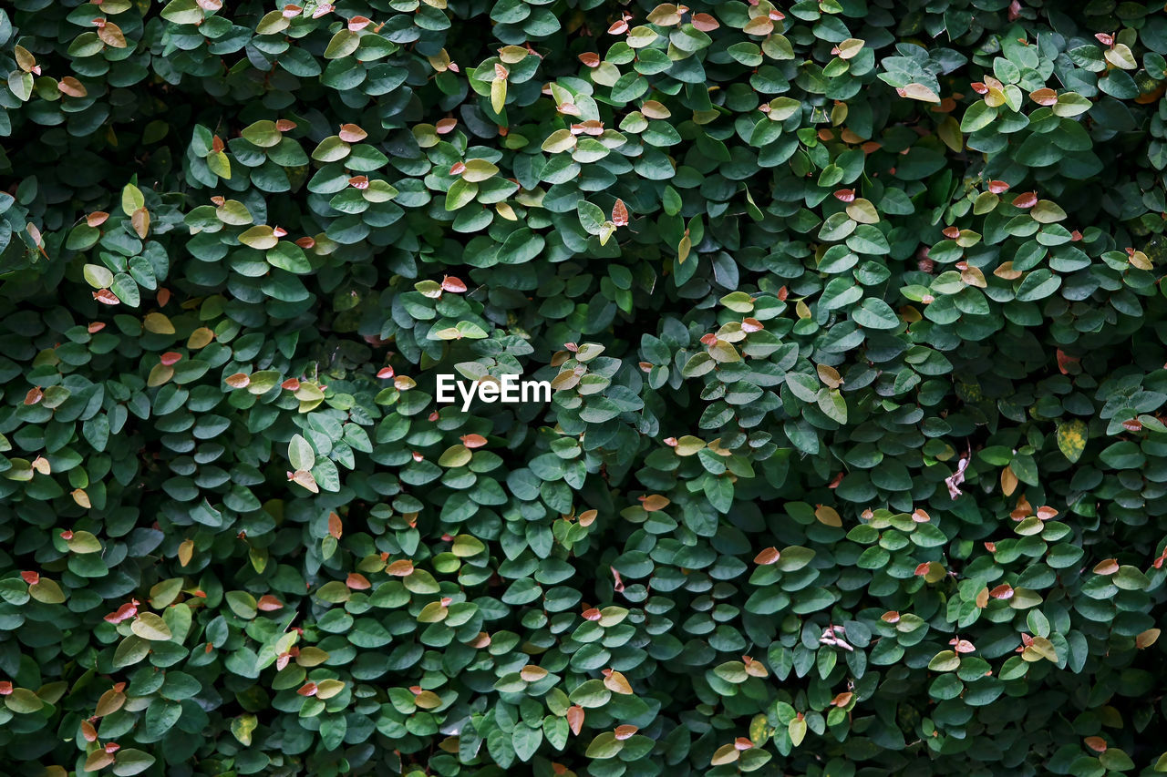 FULL FRAME SHOT OF IVY GROWING ON PLANT