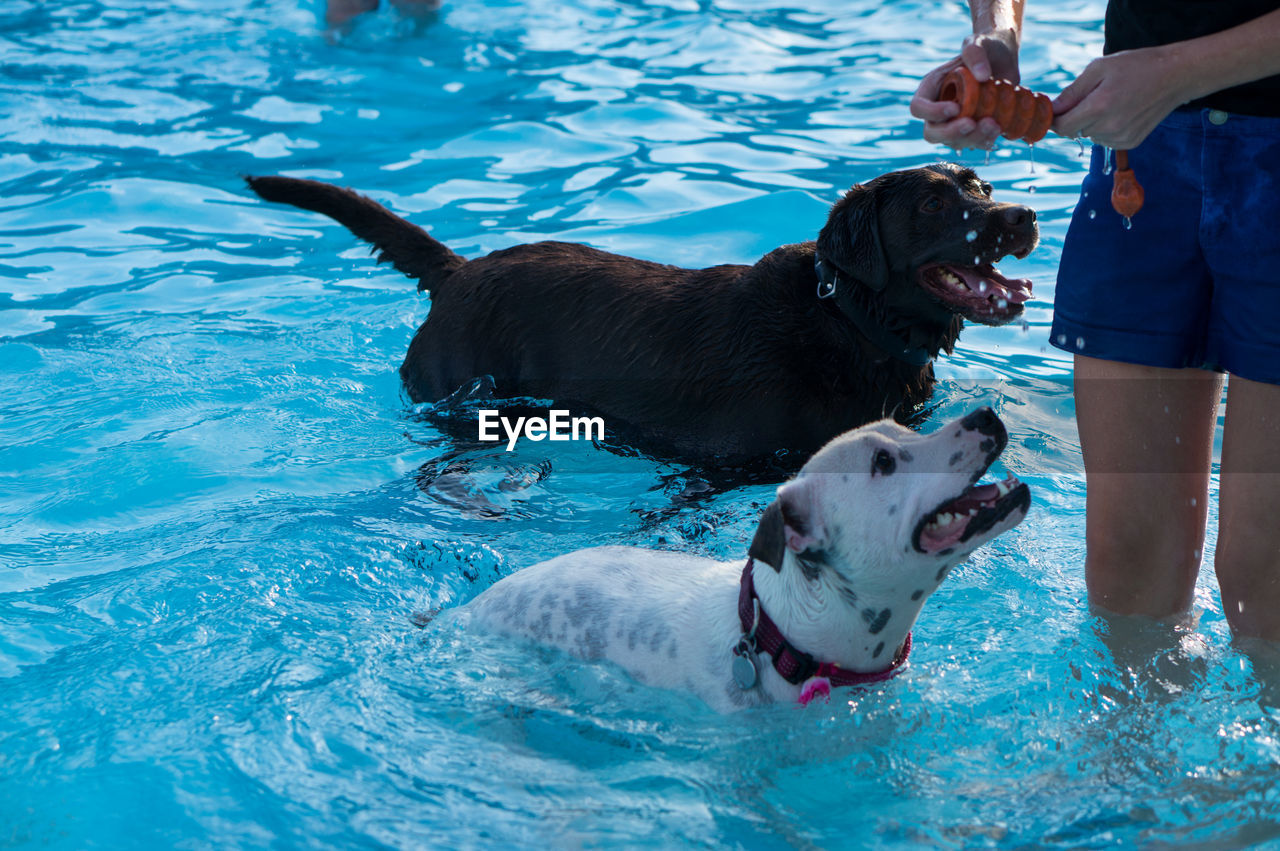 Midsection of man playing with dogs in swimming pool