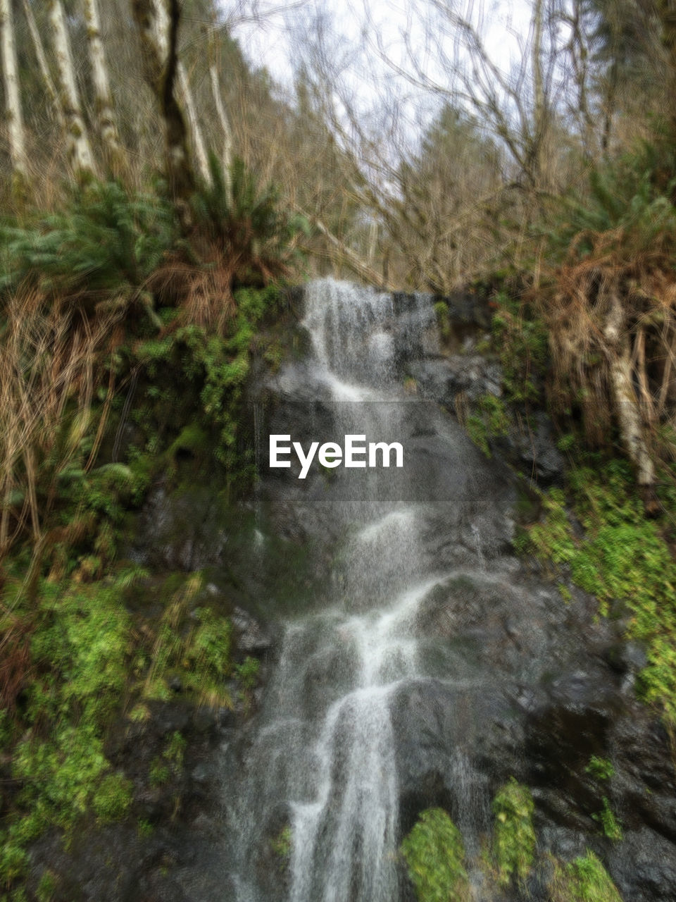 WATERFALL IN FOREST