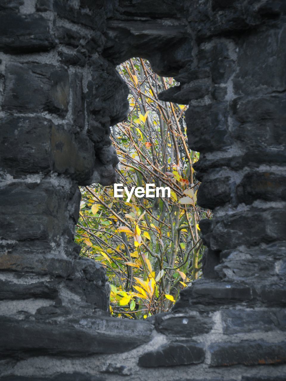 Close-up of hole in old wall and yellow plant