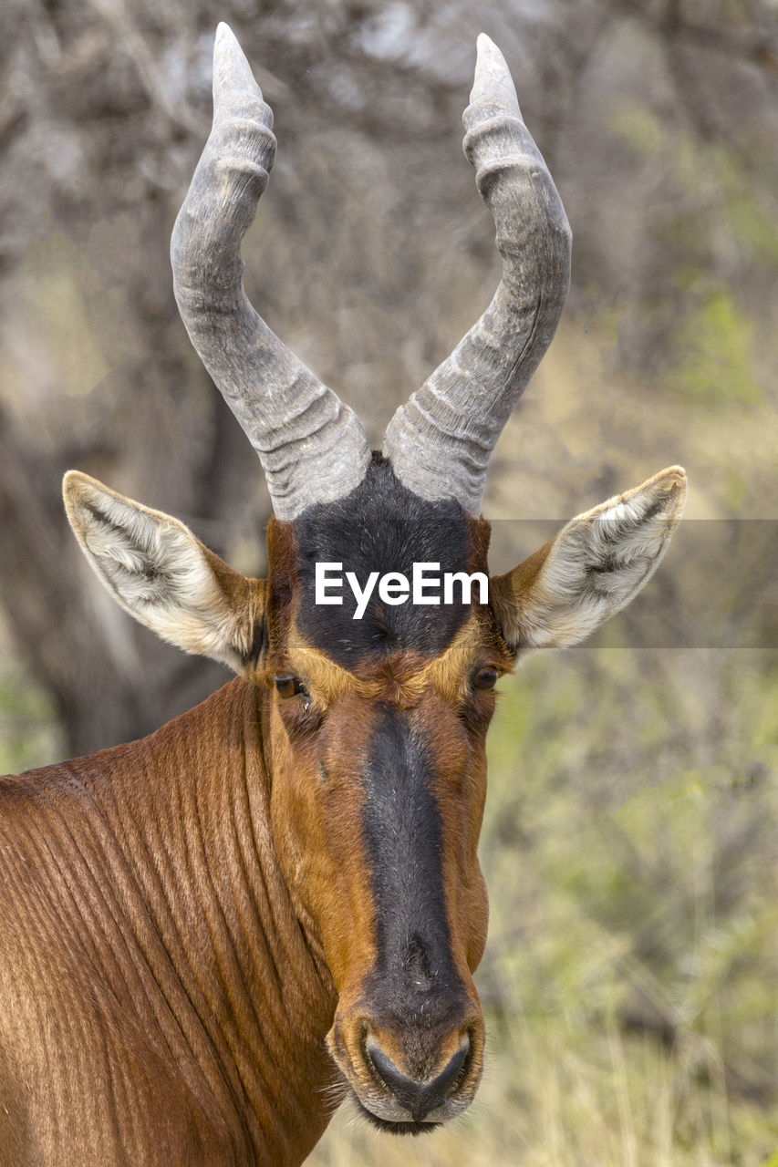 Red hartebeest in etosha, a national park of namibia