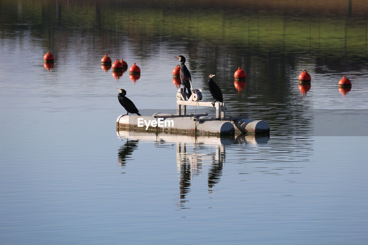 BIRDS IN A LAKE