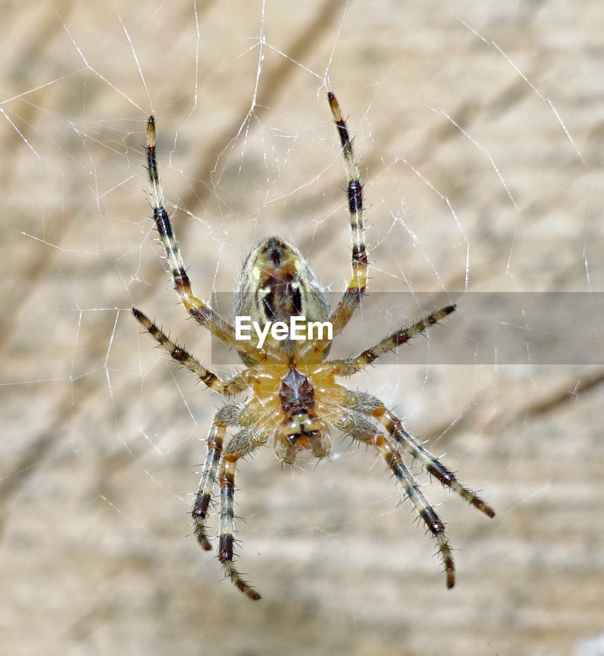 CLOSE-UP OF SPIDER ON WHITE SURFACE