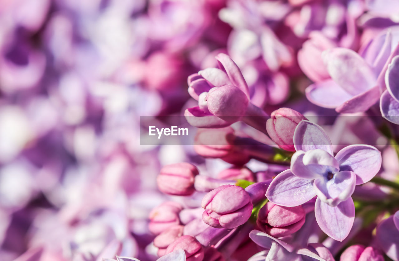 close-up of purple flowering plants