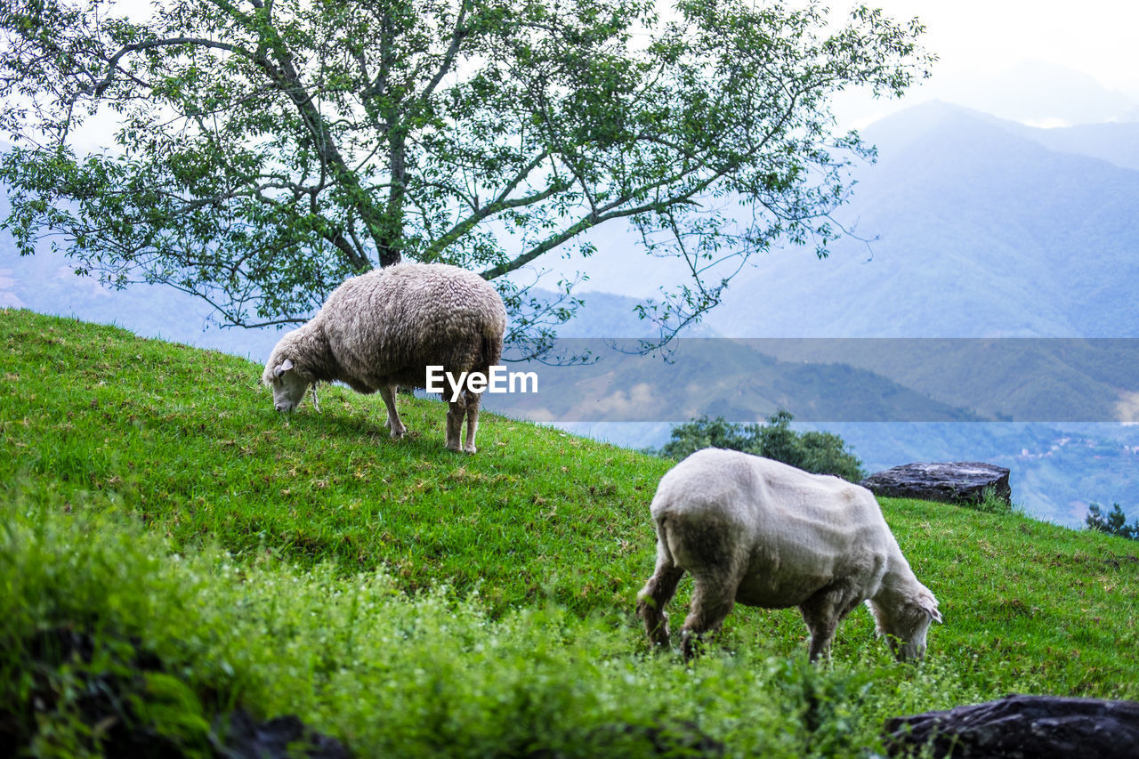 SHEEP GRAZING IN THE FIELD