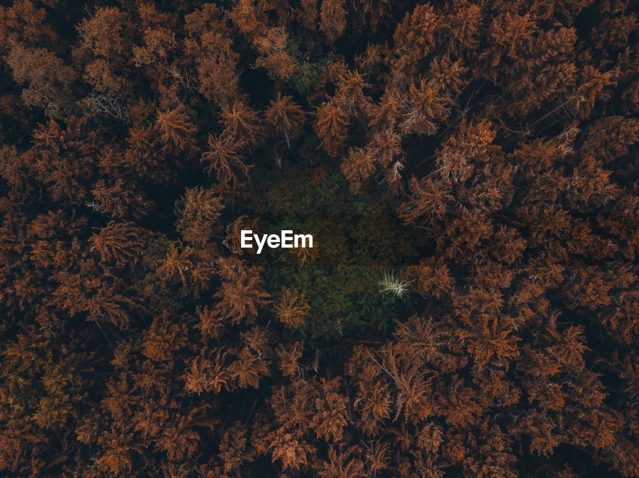 High angle view of flowering plants and trees