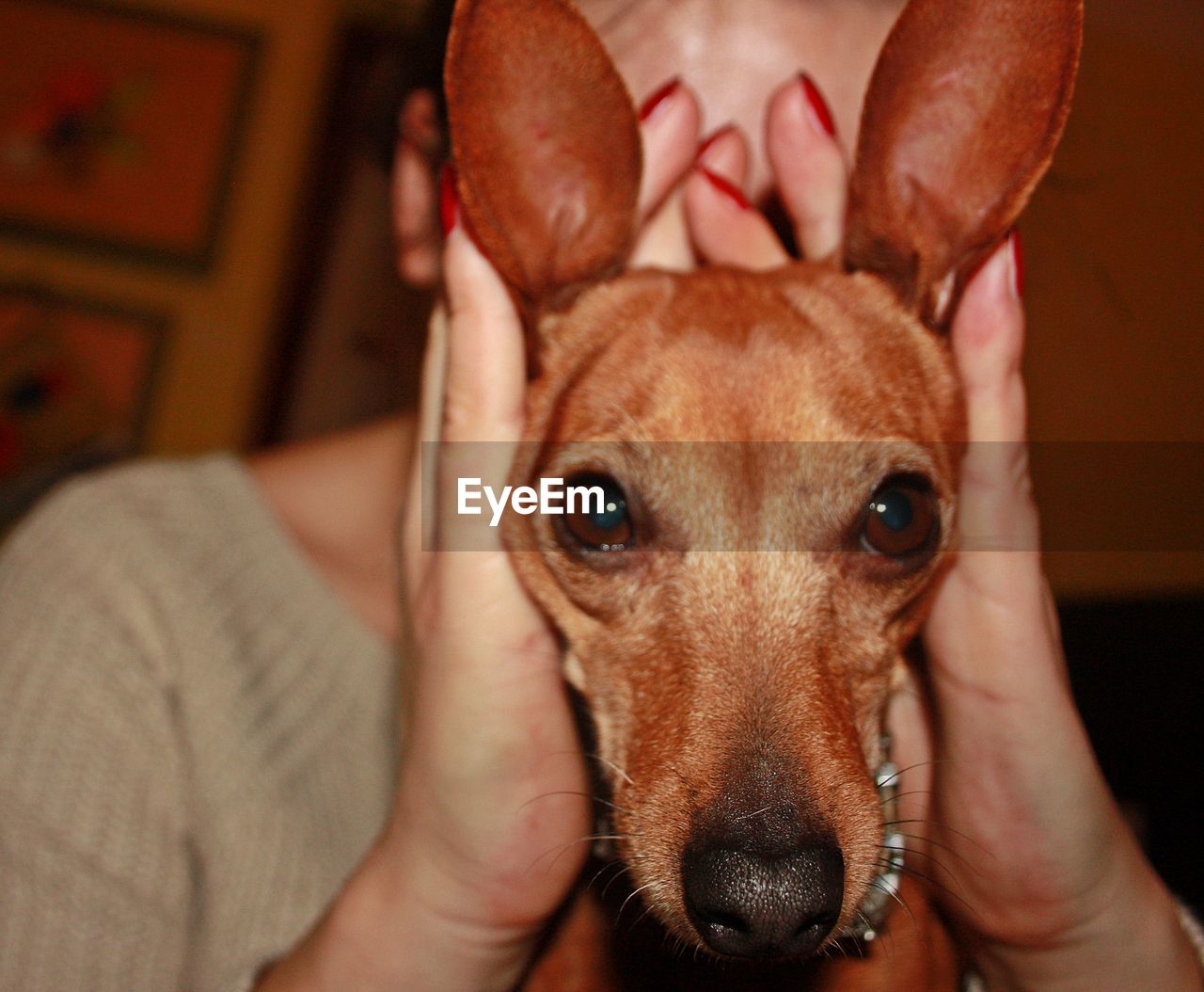 CLOSE-UP PORTRAIT OF A DOG WITH HAND ON BLANKET