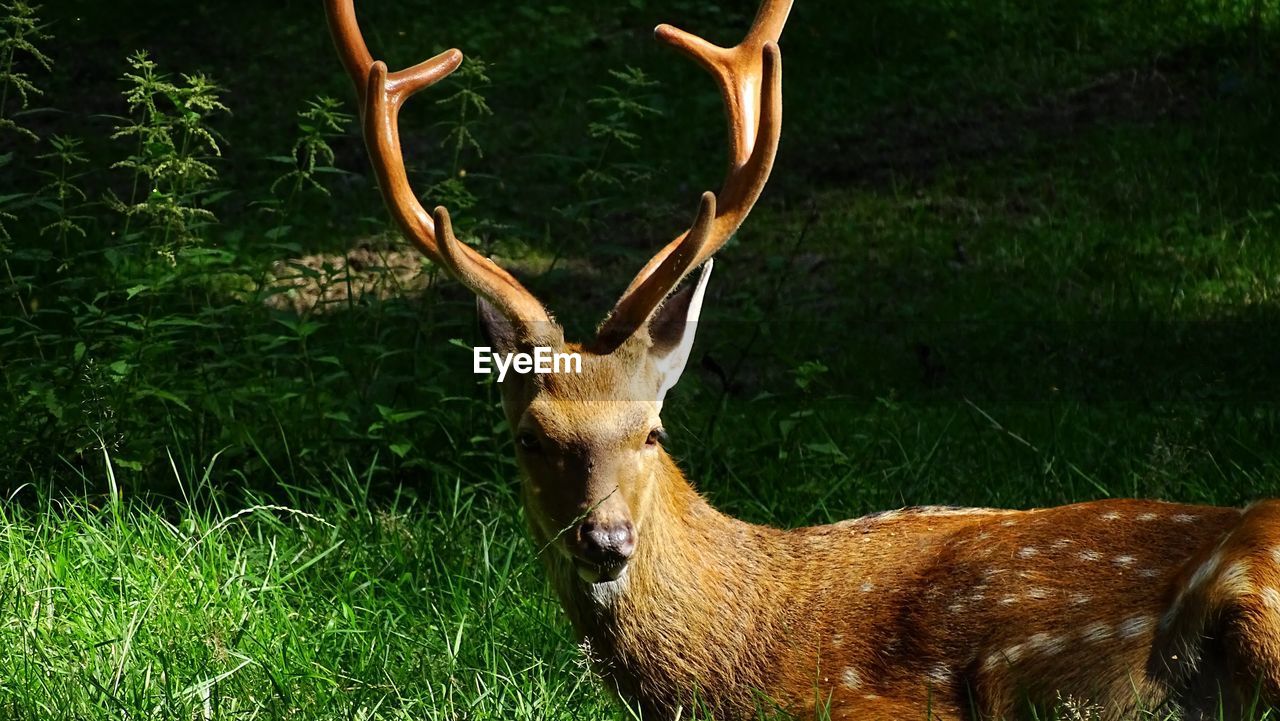 Axis deer standing on grassy field in forest