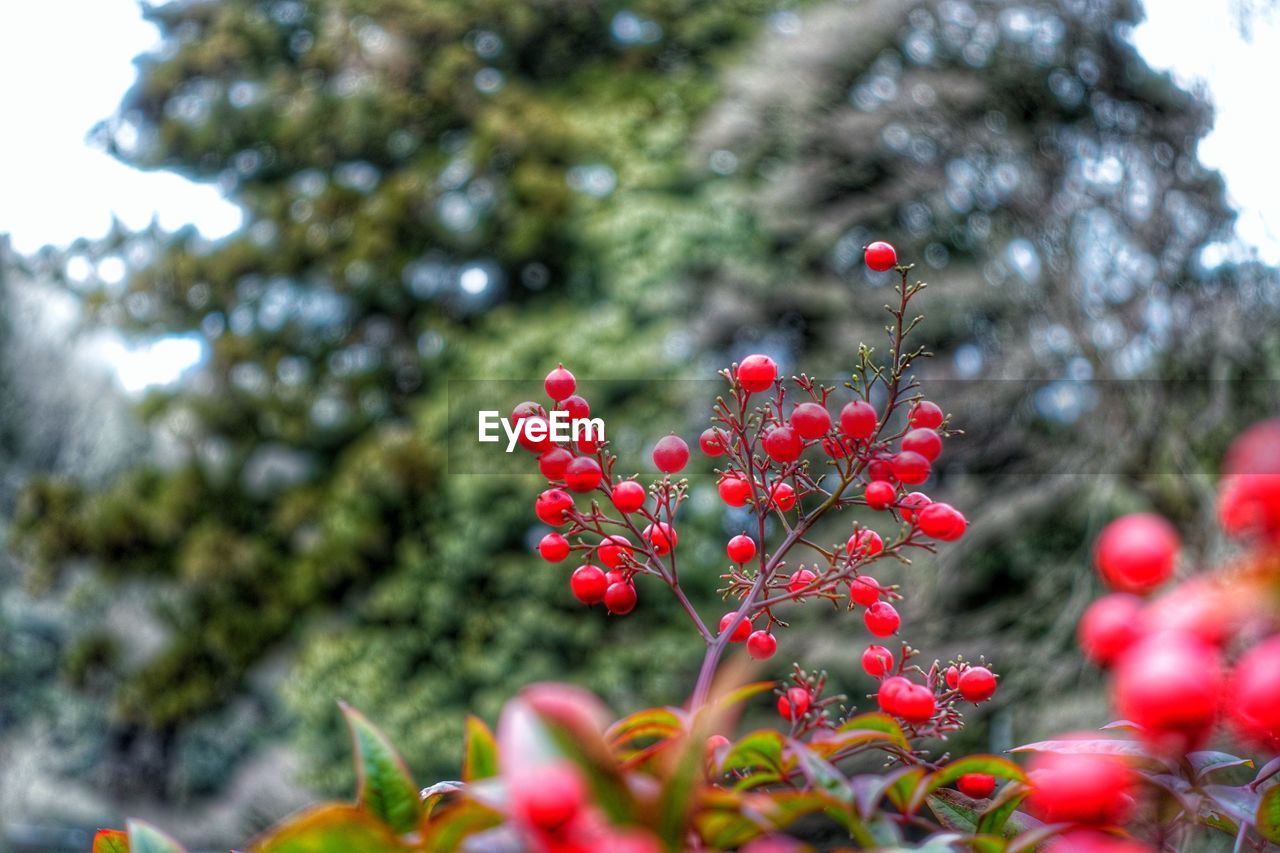 Red berries growing on plant outdoors