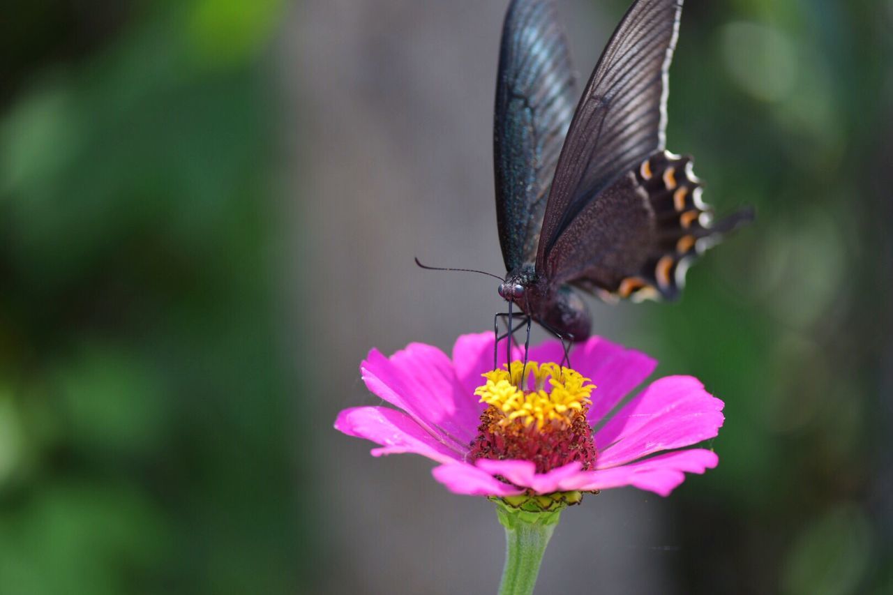 Close-up of butterfly pollinating on pink zinnia at park