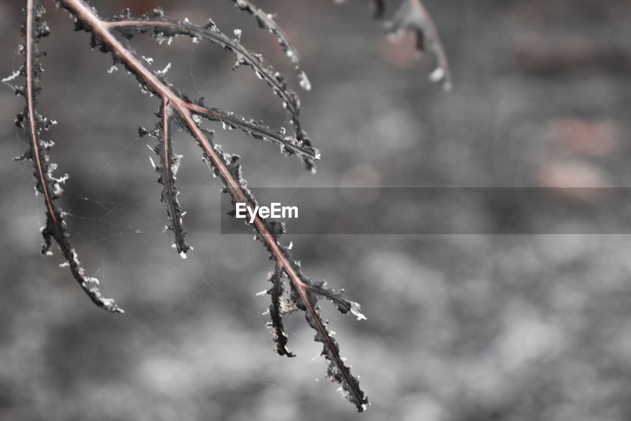 CLOSE-UP OF FROZEN TWIG