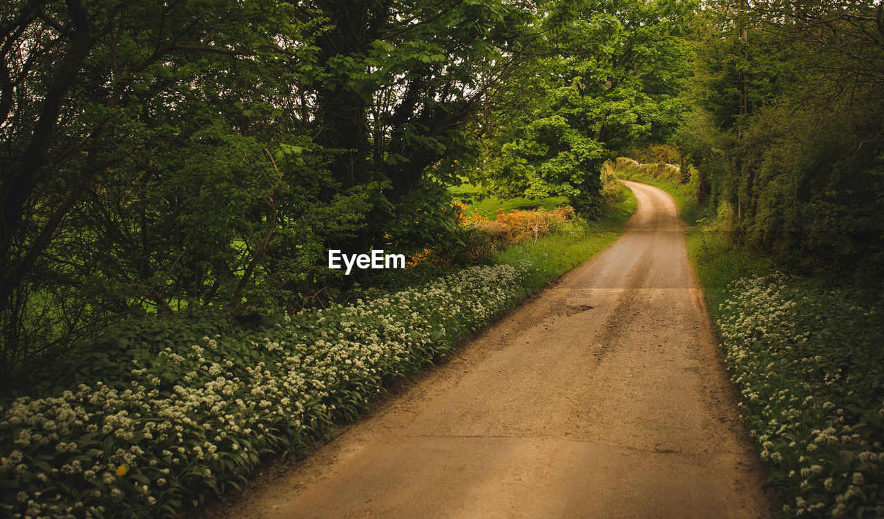 DIRT ROAD IN FOREST