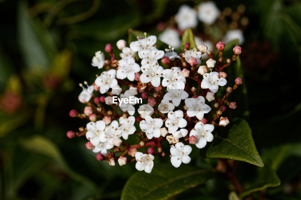 plant, flower, flowering plant, beauty in nature, nature, close-up, freshness, blossom, leaf, plant part, white, macro photography, no people, growth, focus on foreground, outdoors, fragility, flower head, petal, day, botany, yarrow, inflorescence, wildflower