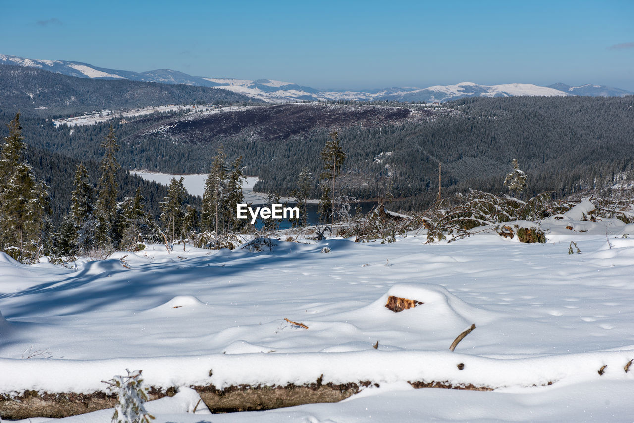 Winter pine tree forest destroyed, affected by a powerful snowstorm. natural disaster