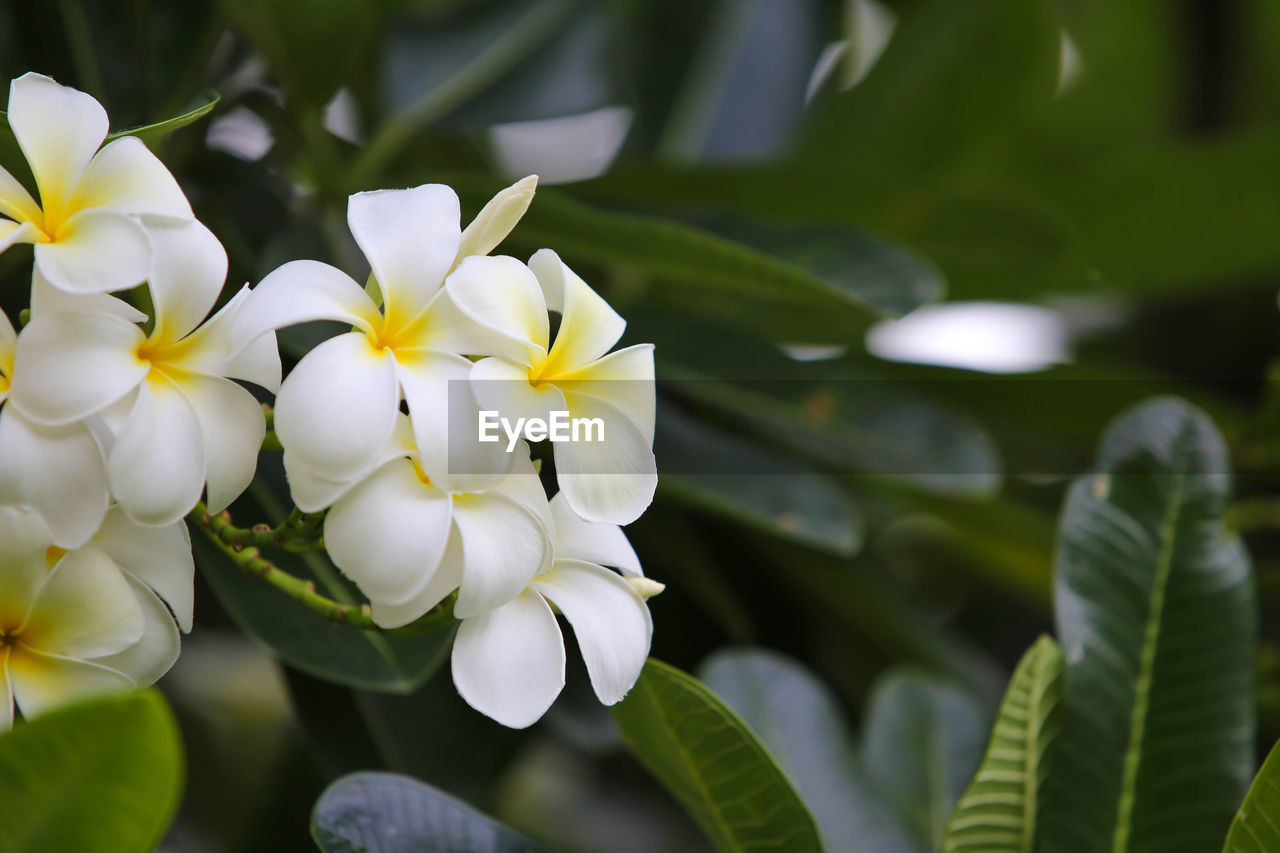 CLOSE-UP OF WHITE FLOWERS