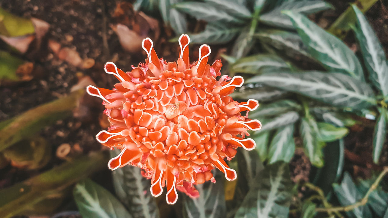 Close-up of red flower