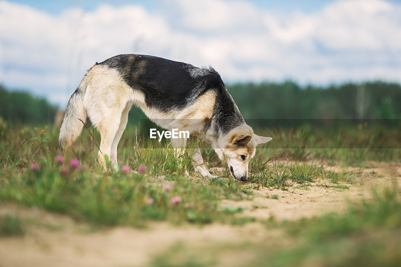 VIEW OF A DOG ON FIELD