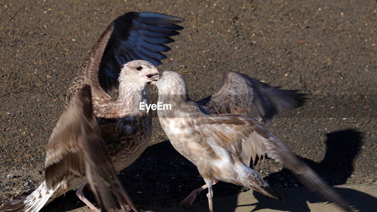 High angle view of birds