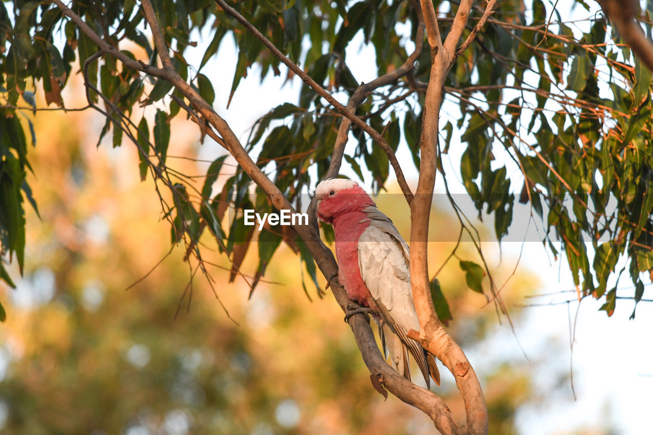 BIRD PERCHING ON A TREE