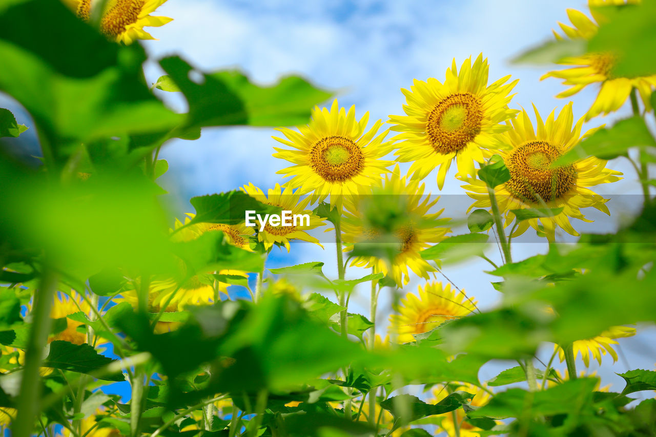 Close-up of sunflowers blooming against sky