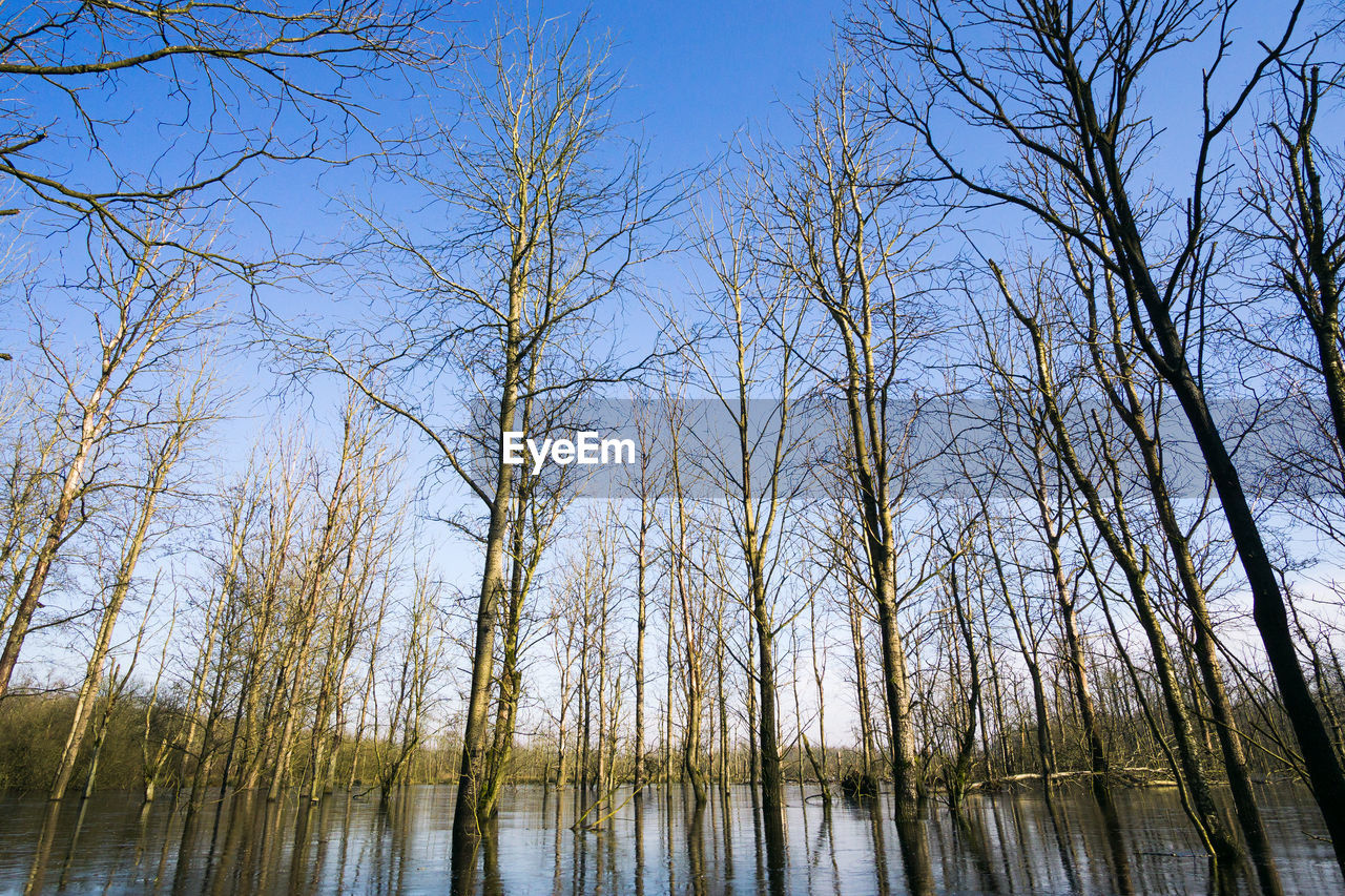 LOW ANGLE VIEW OF BARE TREES IN FOREST AGAINST SKY