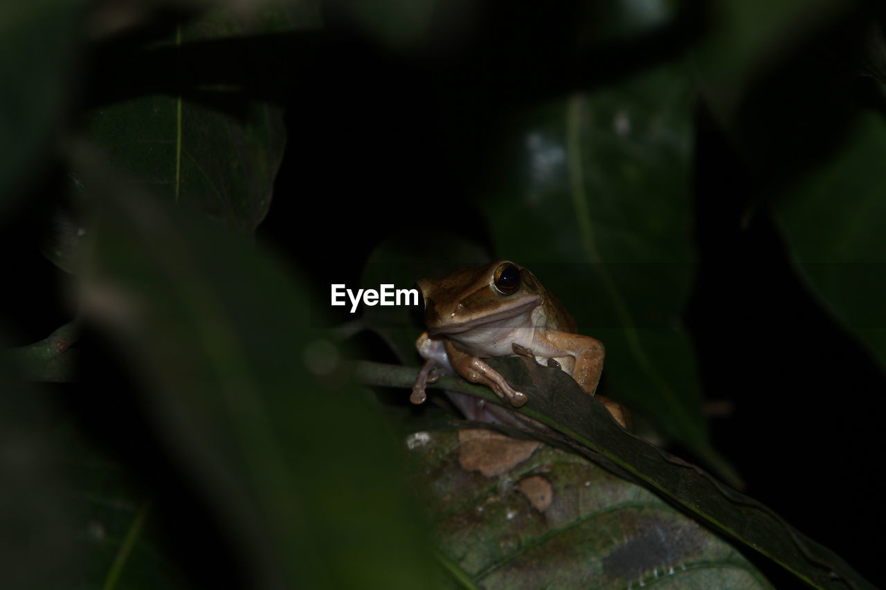 Close-up of frog on leaf