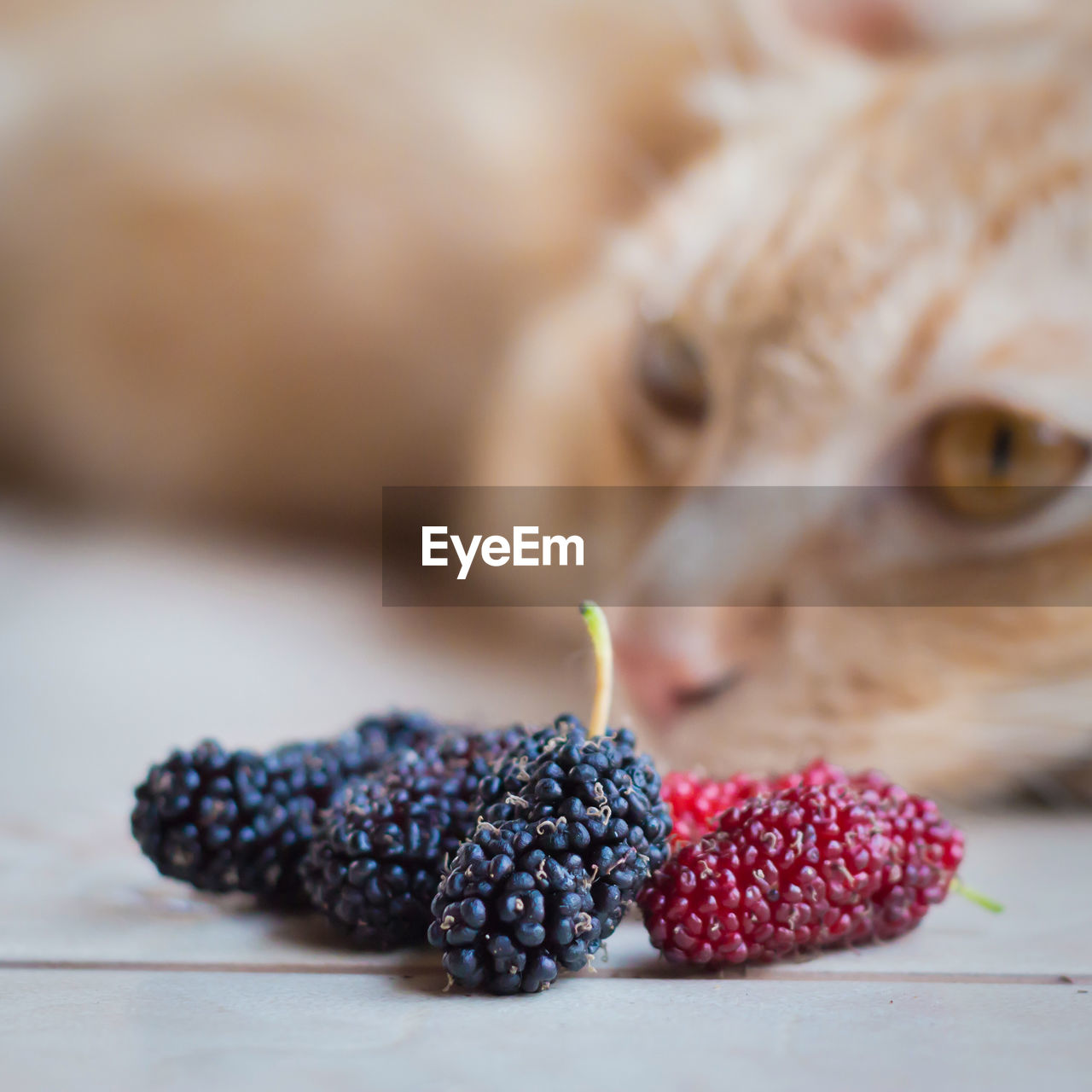 CLOSE-UP OF BLACKBERRIES ON TABLE