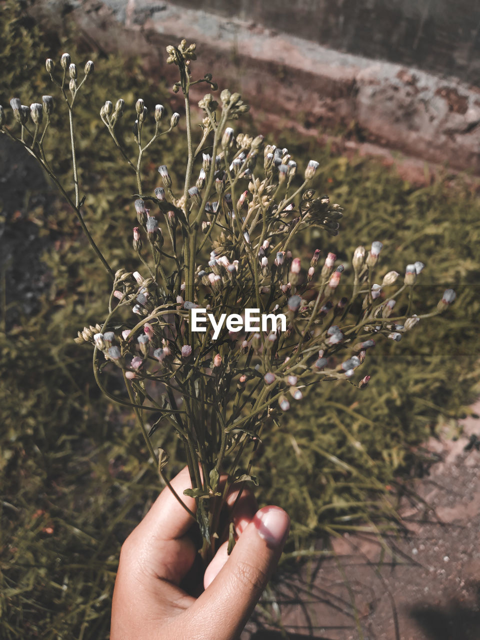 Dandelion flower