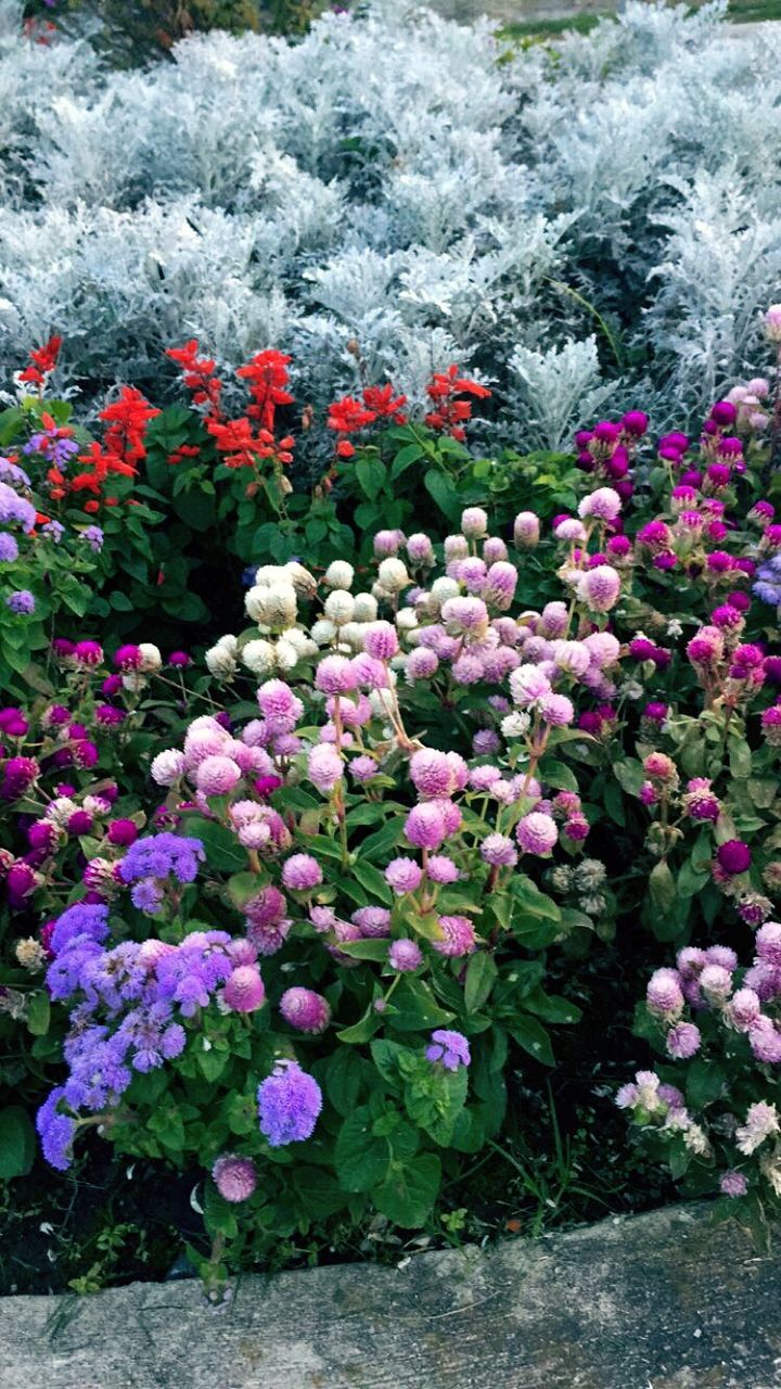 CLOSE-UP OF FLOWERS GROWING IN PLANT