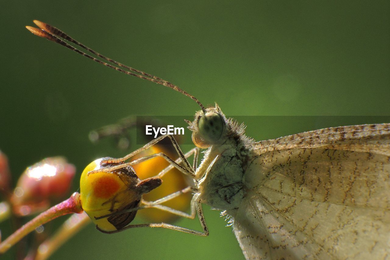 Close-up of insect