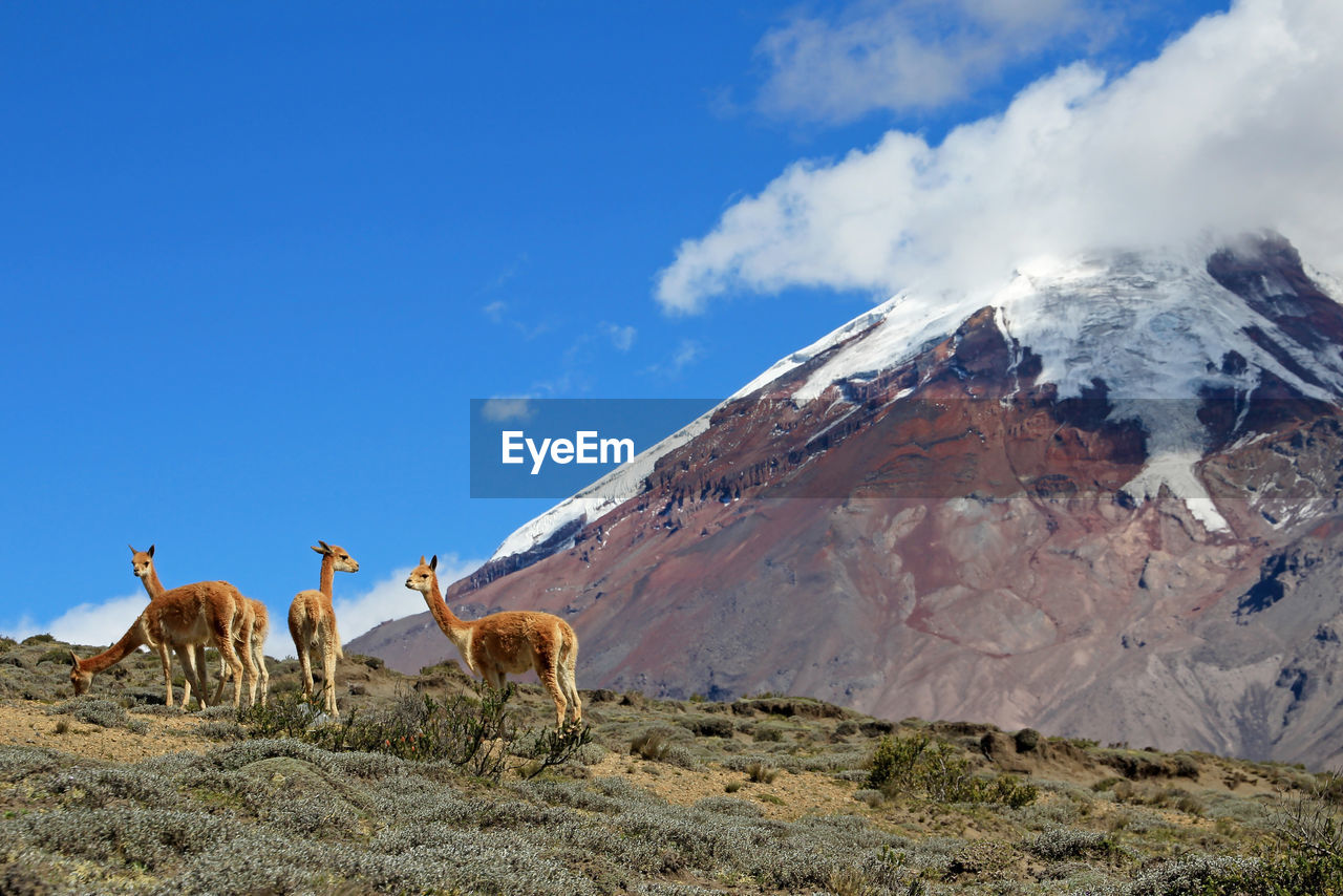 COWS GRAZING IN A DESERT AGAINST SKY