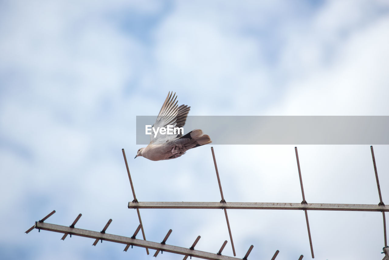 LOW ANGLE VIEW OF BIRD FLYING OVER ROOF AGAINST SKY
