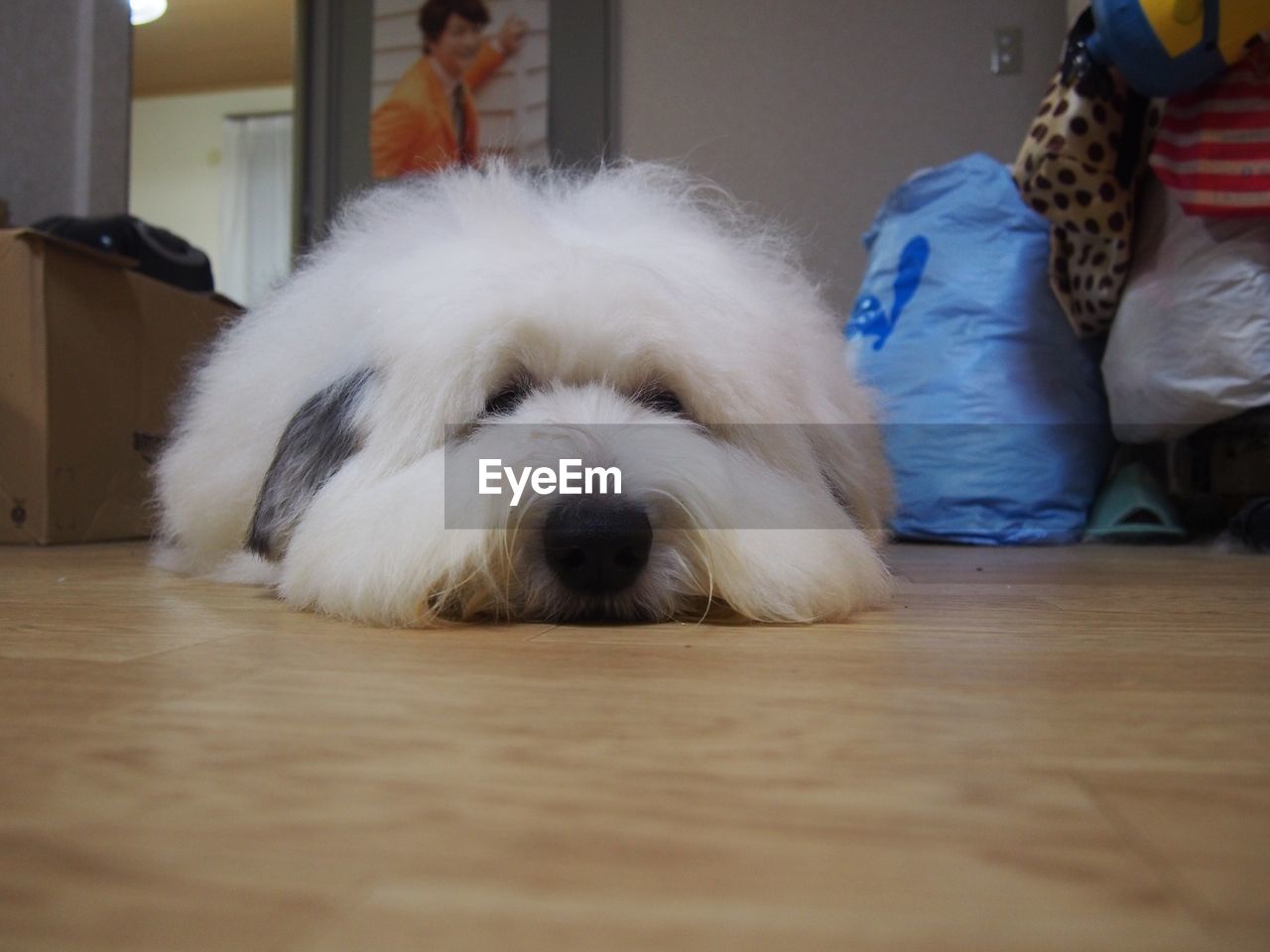 DOG SLEEPING ON FLOOR