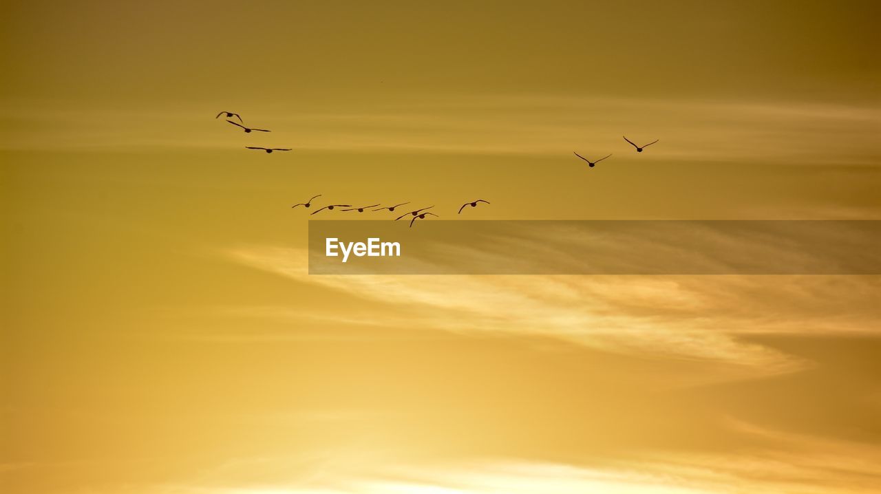 Flock of birds in sunset sky